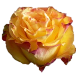 New Flash Roses d'Equateur Ethiflora